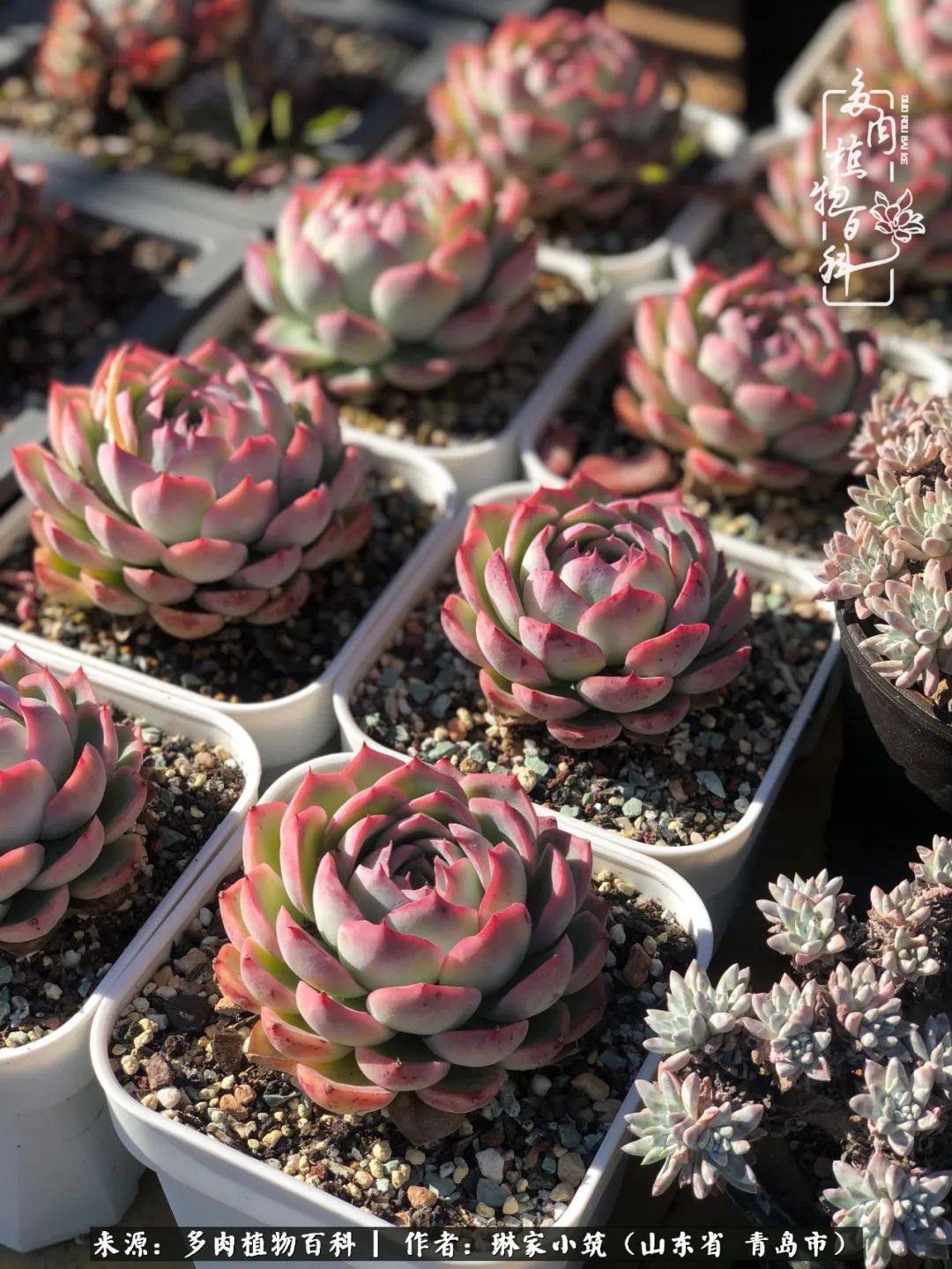 多肉|有史以来最厉害的一场寒潮，治好了我养多肉这些年的“坏毛病”