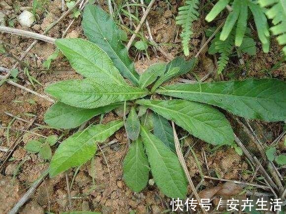 地胆|它是野生“地胆草”,田间地头随处见,看似不起眼,却是珍贵药材