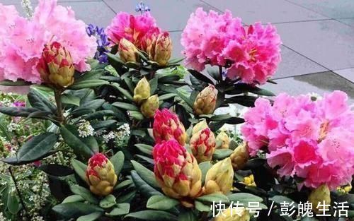 松针土|什么松针土、腐叶土都不如这种土，土壤疏松又肥沃，养啥都爆盆