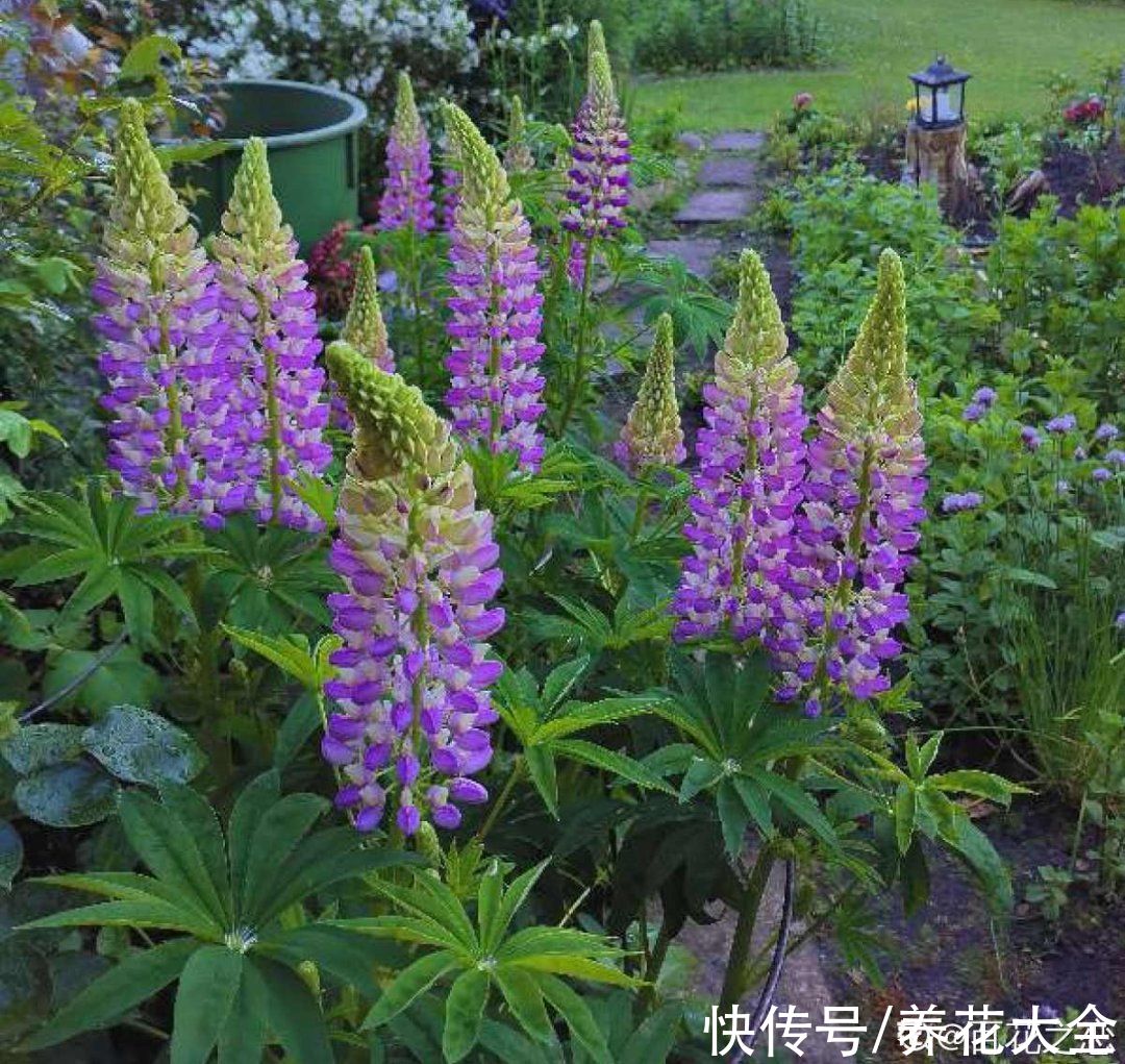 50种花春天播种,长满小院子,能开一整年