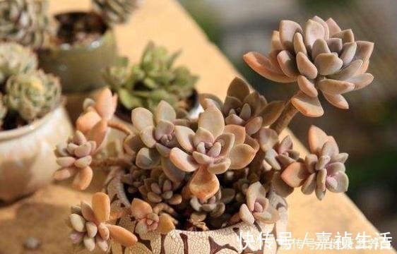 叶片|养多肉就养这8种,皮实又好养,短时间就能变老桩,出状态也很美!