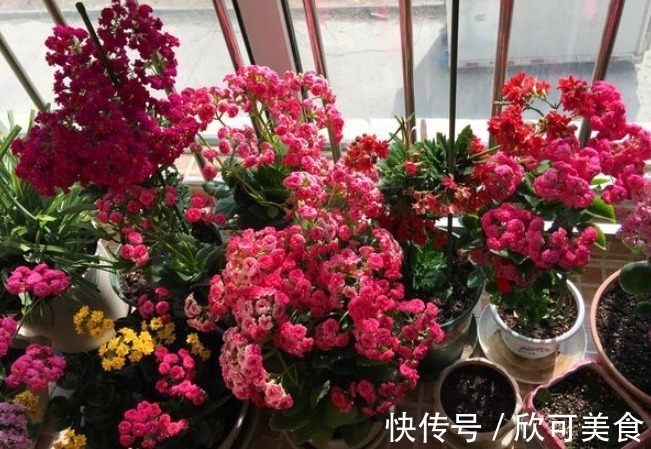 此花典型的“寿星花”，漂亮又喜庆，而且耐寒好养，居家养花首选