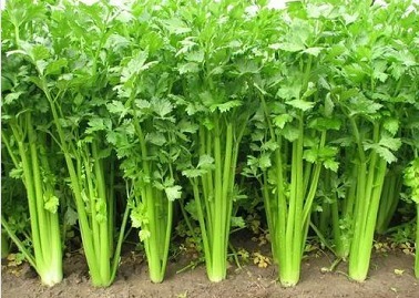 颈动脉体化学感受器|降血压的“神仙药”,不喜欢也要吃,经常吃“5个好处”不请自来