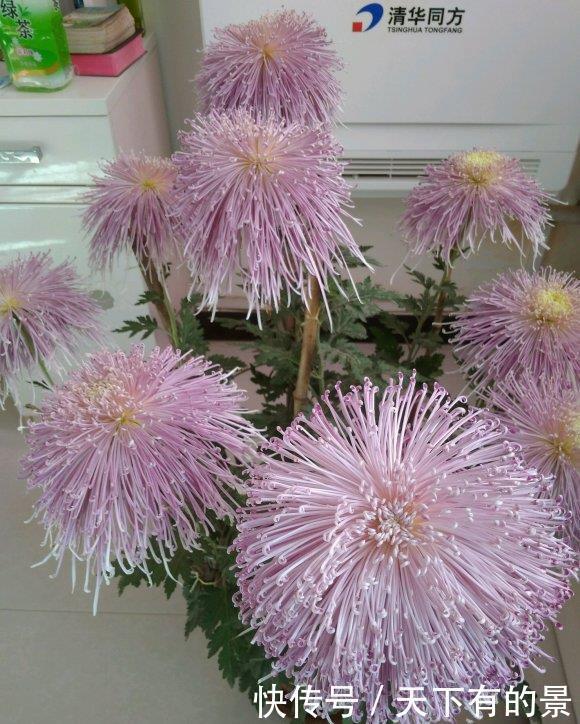 这些花不吉利又难听,开花再漂亮,也不敢在家养