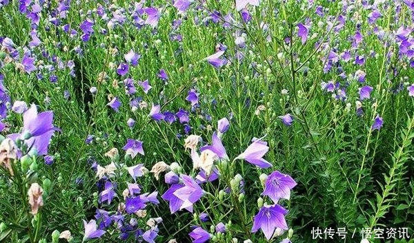 此花代表着真诚 象征着美丽的女神 赐予了人们永恒的爱 快资讯 此花代表着真诚 象征着美丽的女神 赐予了人们永恒的爱 快资讯