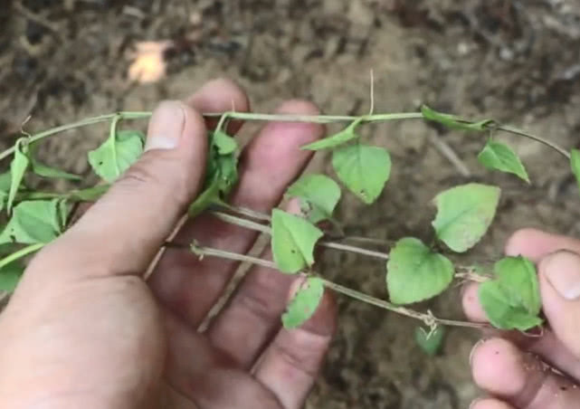 蓝猪耳|以“猪耳”命名的野草,开着蓝色小花很漂亮,入药还能清热止咳