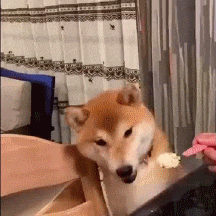 |搞笑GIF图:天下没有一口奶是免费的