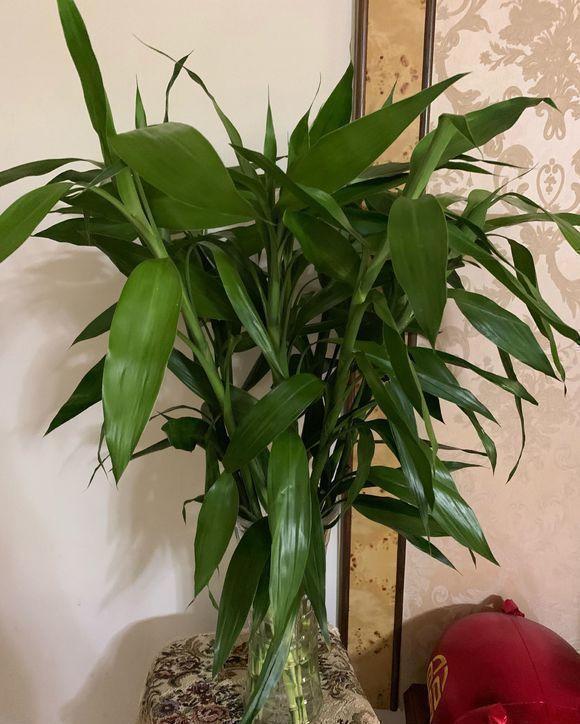文竹|家庭养这4种绿植,记住1句“口诀”,不黄叶子,长得茂密油绿
