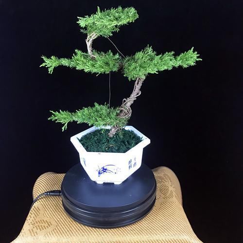 苗盆栽|老祖宗传下的手艺,用树桩做盆景,极其珍贵,还不来一盆