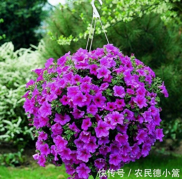 长春花|农历8月8日开始,养花养个耐看的,常年开花不断,垂成花墙