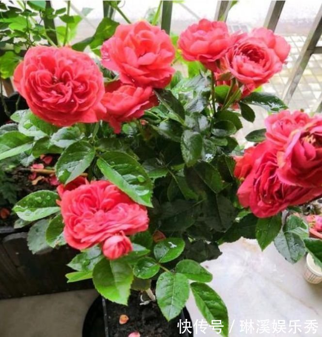 石竹石竹|4种花超漂亮,个个美出状态,家里养一盆,招财又纳福!