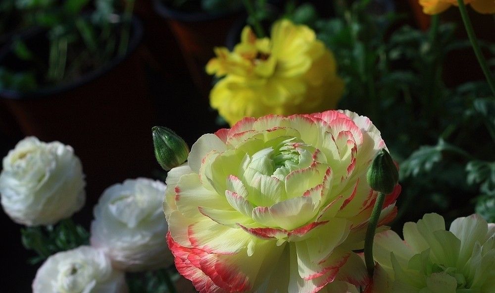 花毛茛是一种热情的花,很受人的欢迎,花色还很丰富