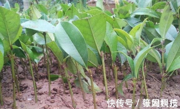 花卉|秋冬季节扦插这几种花卉,比绿萝好养十倍,错过了还要等一年!