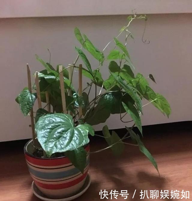 吃剩的山药头别丢,埋到阳台花盆里,观叶又能吃豆