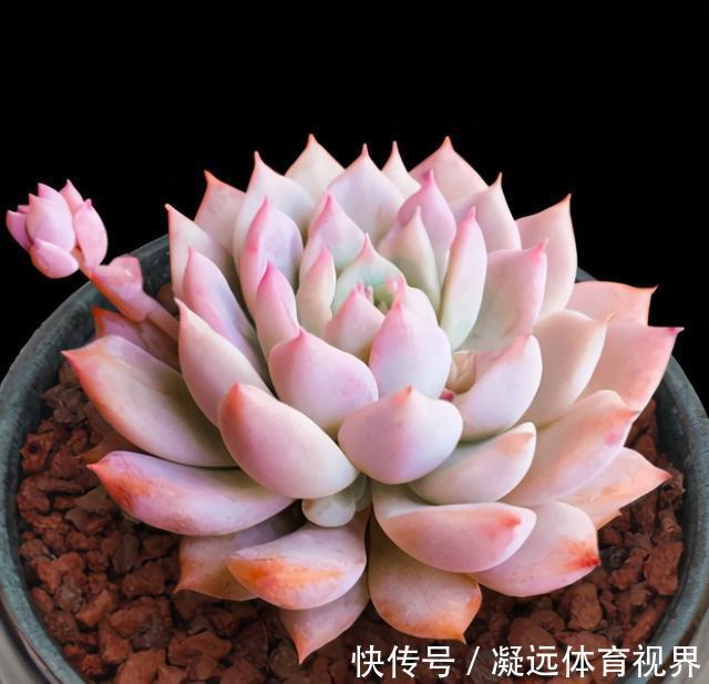 养多肉浇水记住3句“口诀”，叶片“胖乎乎”，养出漂亮状态