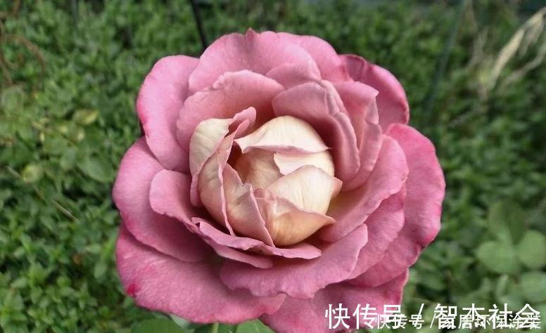 20款紫色月季品种。浓香、抗病非常好养,天然紫色唯美盛开