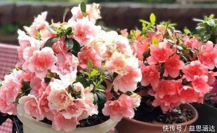 财运|几款艳美的花卉，花大色艳花期长，好运财运来，家中必备