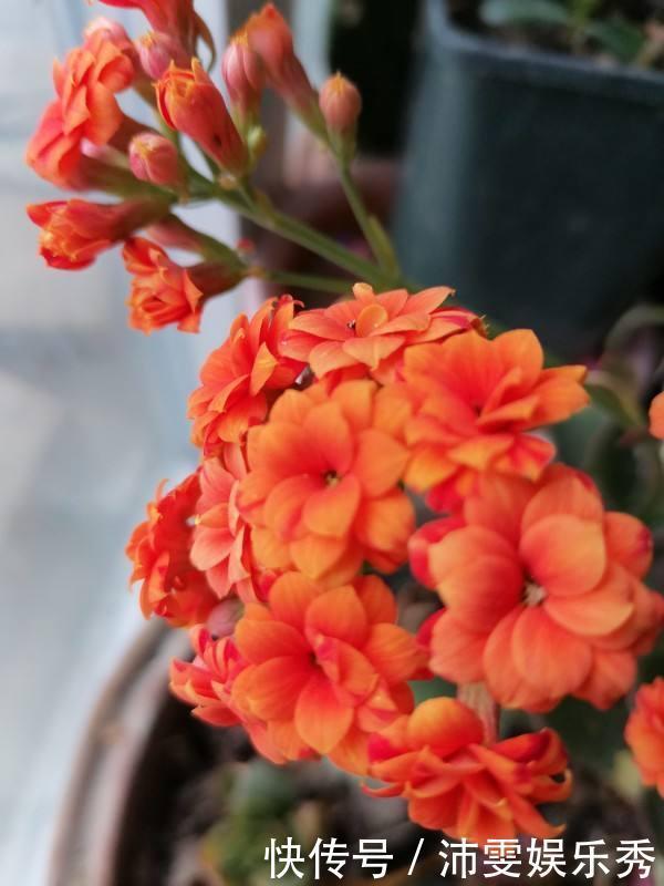 5种花越养越上瘾,只要养好一盆,就会特别喜欢