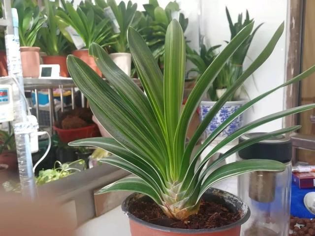 春天给兰花、君子兰换盆，土里多加“1种”小东西，生根快长得旺