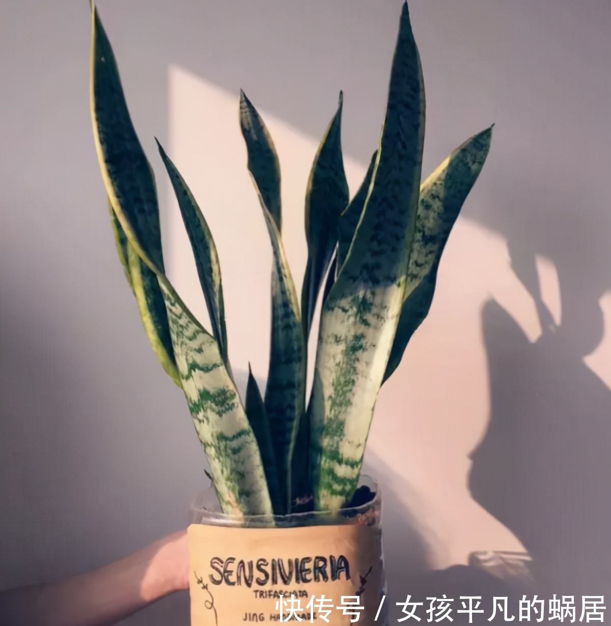 花桩|厨房里的油桶一个一个洗刷干净,拿来养花,省钱又好用