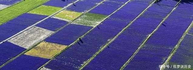 放眼望去|新疆伊犁这个地方盛产薰衣草, 被誉为中国的“普罗旺斯”