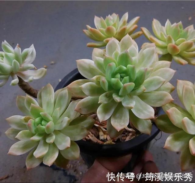 胖嘟嘟|怎么把多肉养得胖嘟嘟?做好5个关键点株型紧凑又好看