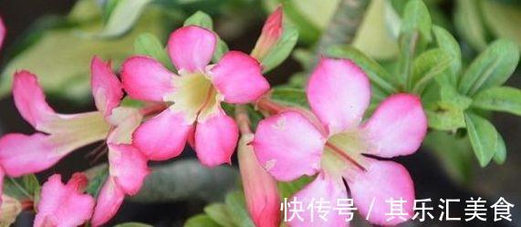 绣球花|农历十一月大雪过后，养什么花？家里养3种花，福气东来福气绵绵