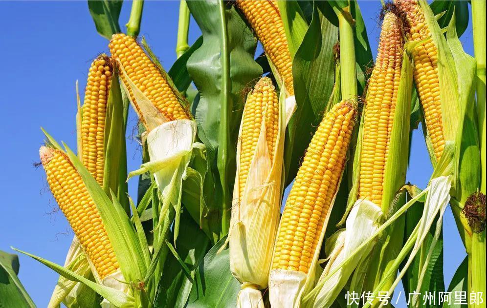 洗发水|头发生长靠什么?