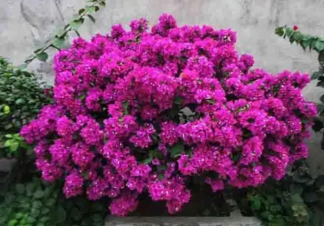 长寿|三角梅长寿花不开花?用点“小手段”,催出满盆花苞,就是欠修理