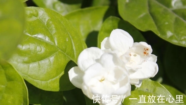 毒素|肠胃不好,晨起喝水添一物,养护肠胃排出毒素,便秘也慢慢消失了