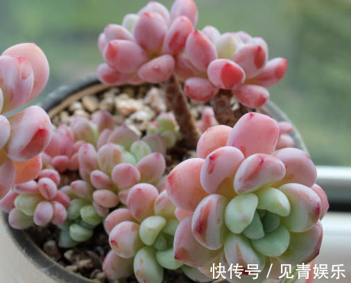 多肉劳尔怎么养教你3个盆栽小妙招,养出红润饱满的劳尔