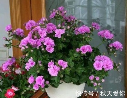 它花开如“玫瑰”,好养如绿萝,折个枝,插土就活,一开一大团