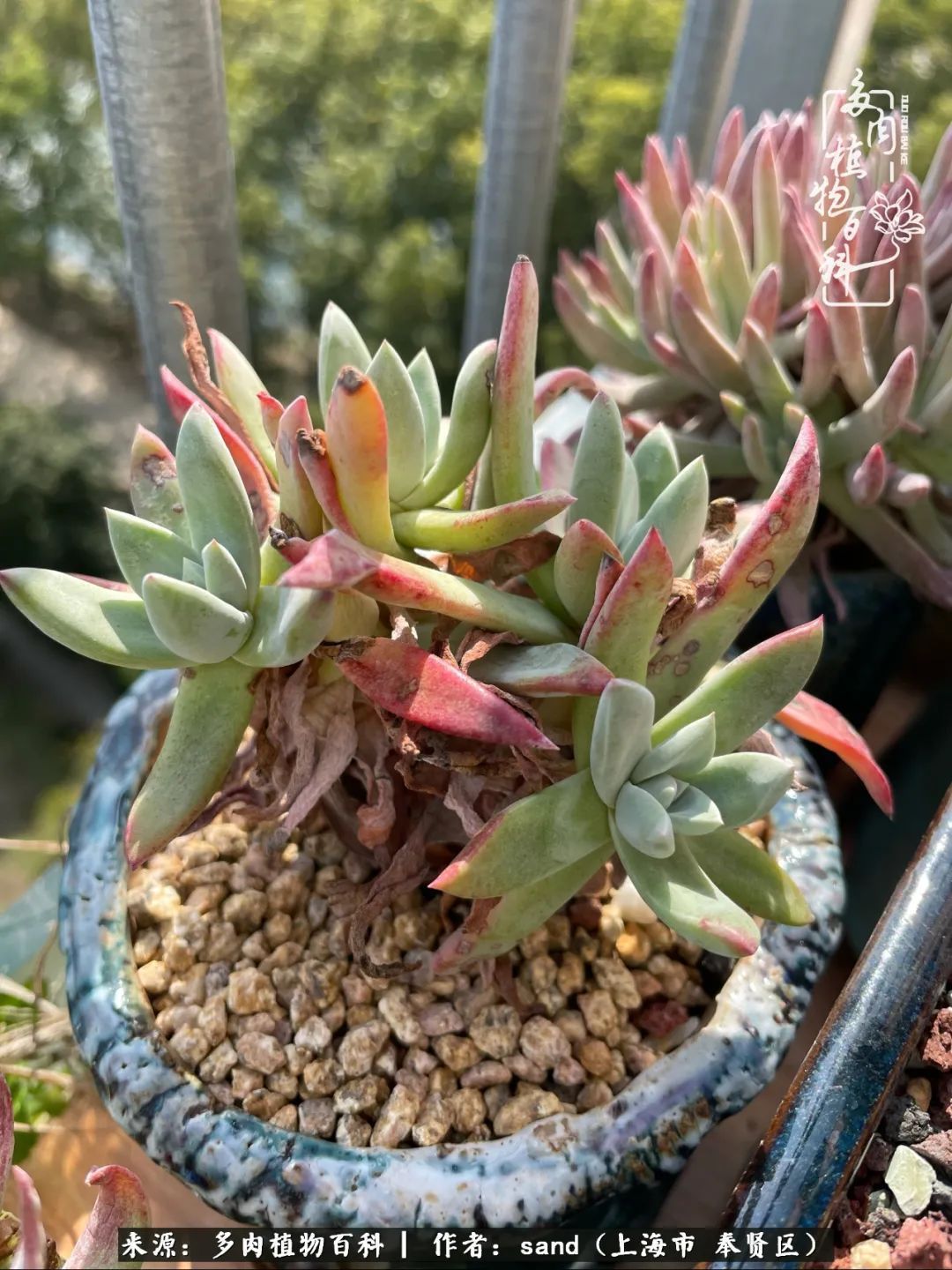 带着200多盆多肉，三个月搬两次家，是一种怎样的体验