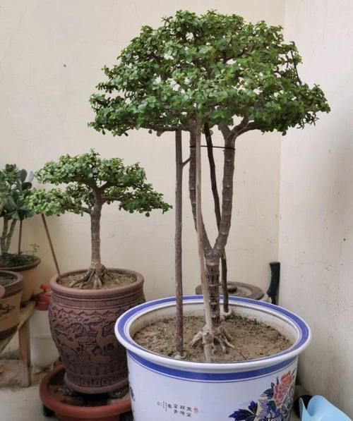 浇灌|养金枝玉叶要“有耐心”,知道这个小技巧,2年养成高颜值老桩