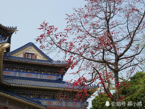 广州此地木棉花开得火旺，免费赏花观看，游人连连称赞