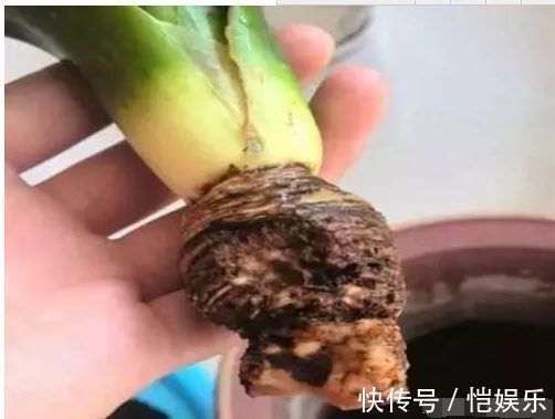 君子兰、发财树烂根了别着急把它如此丢水里,没几天就长满了根