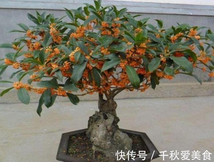 芦荟|人养花,花也养人,家养3种花,漂亮还净化空气,烂漫迷人眼