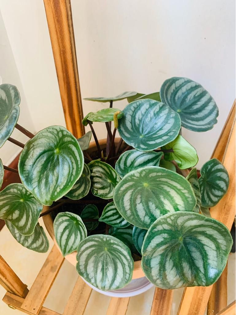 不常见的5种绿植,养过3种就是大神,你养了几种?