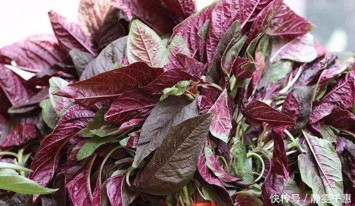 刺苋菜|人称“长寿菜”,过去常用来喂猪,但含钙比菠菜高,看见别扔