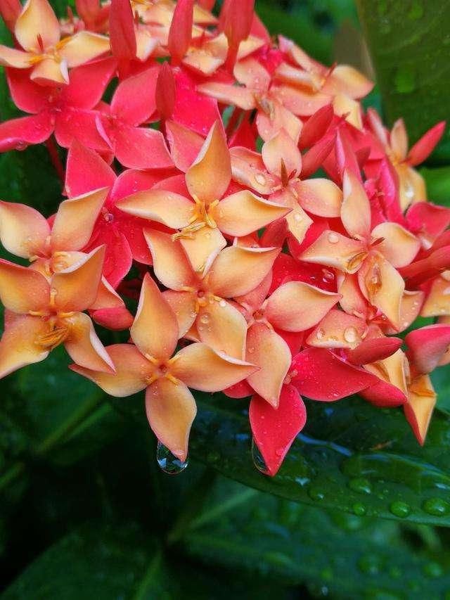 好看好养的龙船花，适应性超强，随便养养就能爆盆