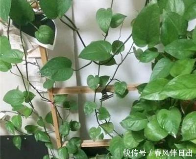 聪明人客厅养花,首选“6种”盆栽,好养好看,家人身体越来越好