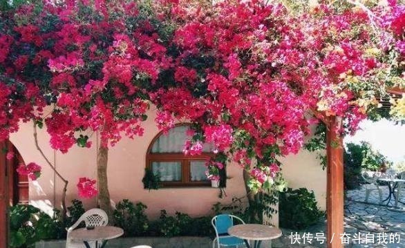 养护|她在院里养了一种花,3年之后美如画,见到的人都说像仙境!