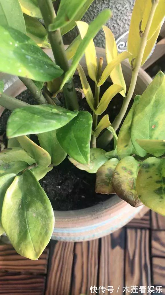 叶子|玉树金钱树,叶子一夜掉光,根软要倒掉,再不救就剩下盆了!