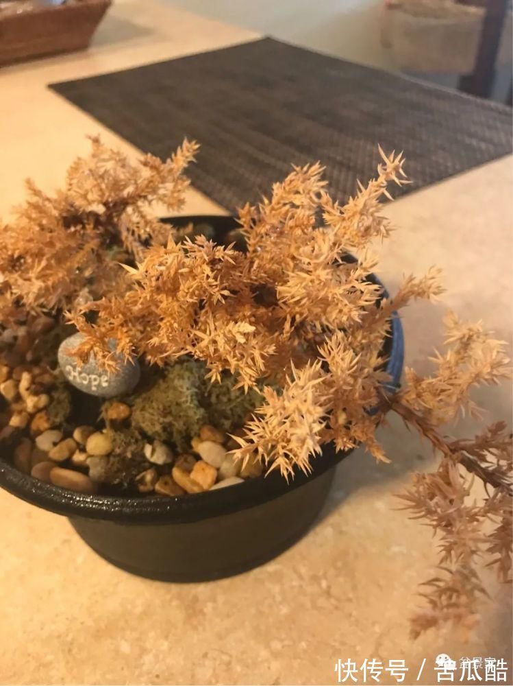 植物体|玩好盆景不容易,玩死它却是手到擒来