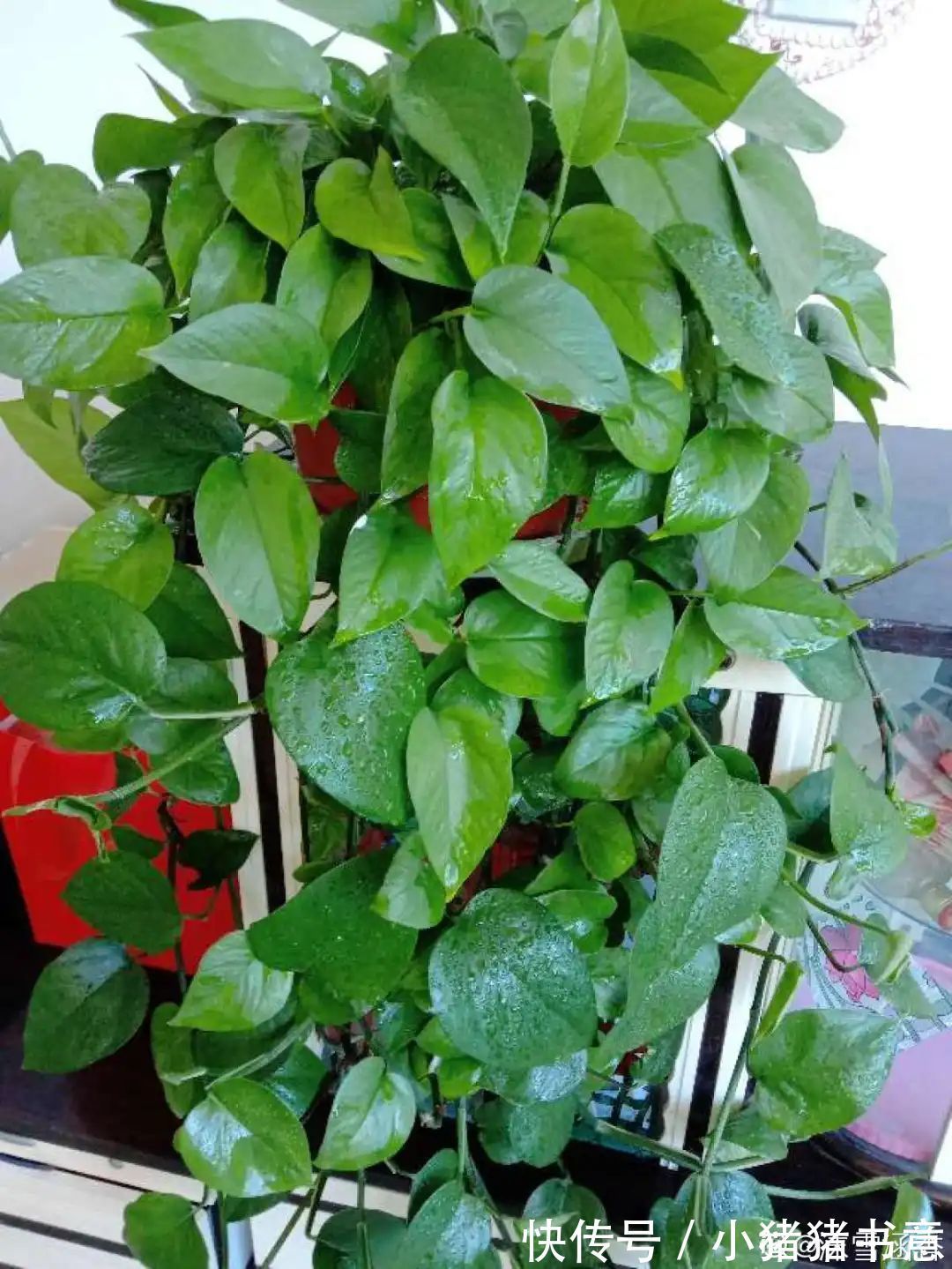 超好养的18种植物,第一名竟然是它!绿萝只能排倒数