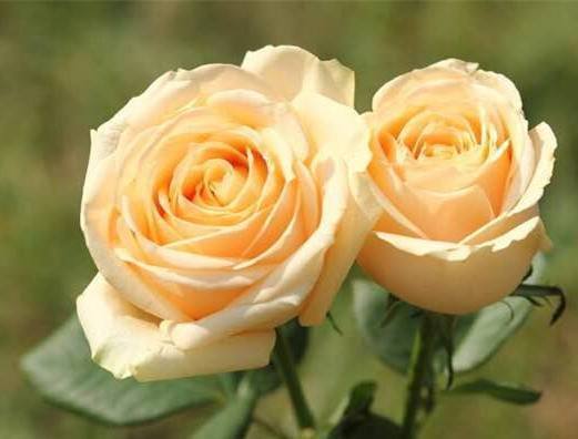 香槟玫瑰|玫瑰花,最美的“4种”,随便养一盆,比香水好闻,比牡丹更好看