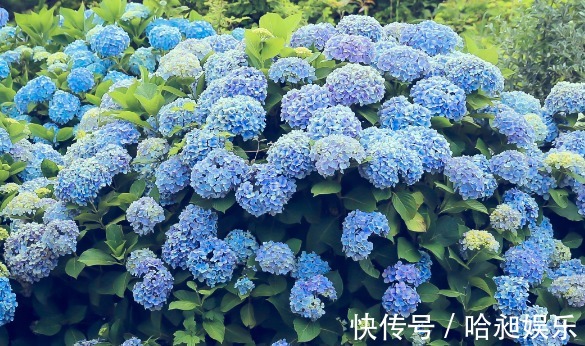 养绣球烂叶,教你小妙招,开花爆盆很简单!