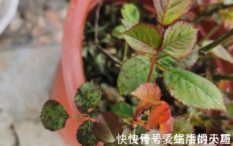 蚧壳虫|养月季,不用怕蚧壳虫、红蜘蛛、蚜虫,这么一处理问题全解决了