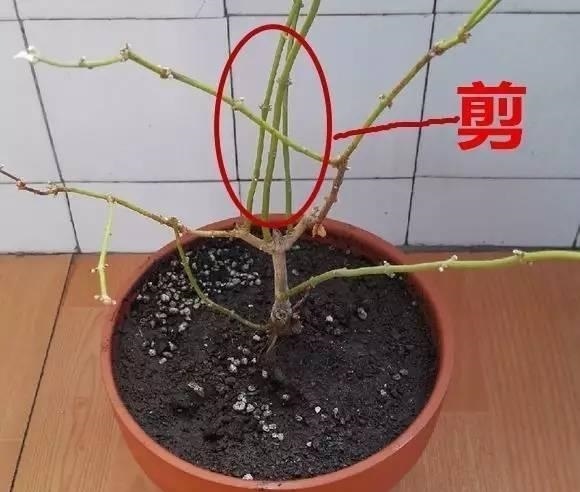 满园|茉莉花养成“老桩”,1次开花上百朵,满园花香,技巧有4个