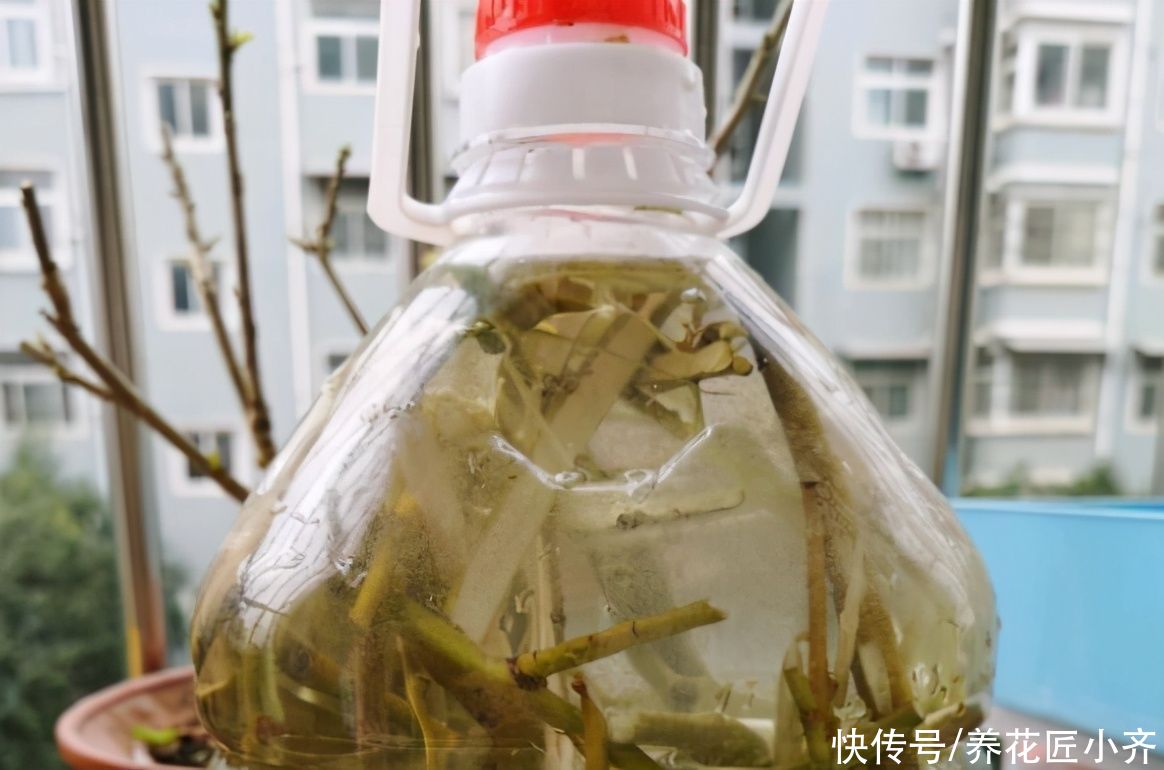 路边能捡到3种“东西”，养花很好用，可以省钱买点花